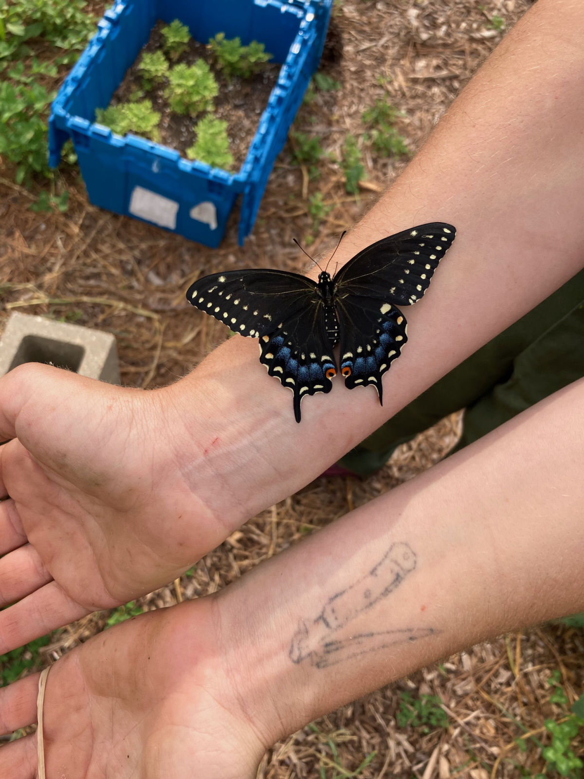 Black swallowtail butterfly on arms