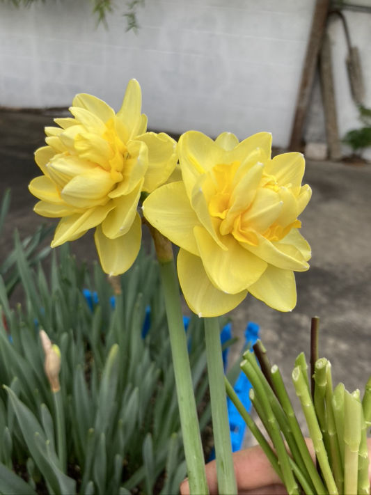 Double narcissus