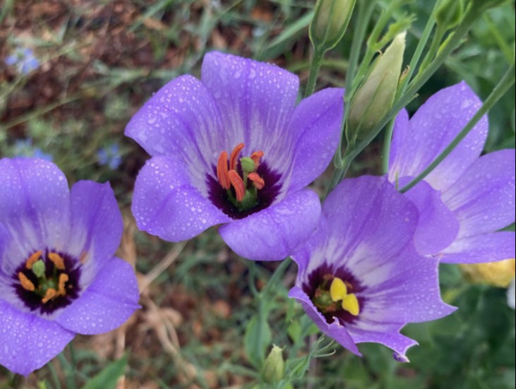 Prairie gentian flowers