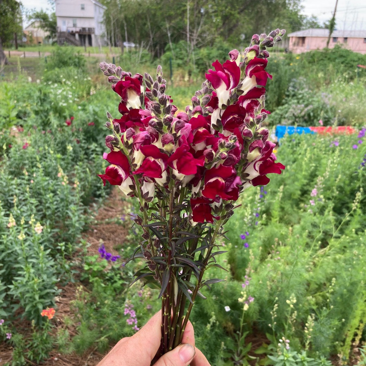 Snapdragons