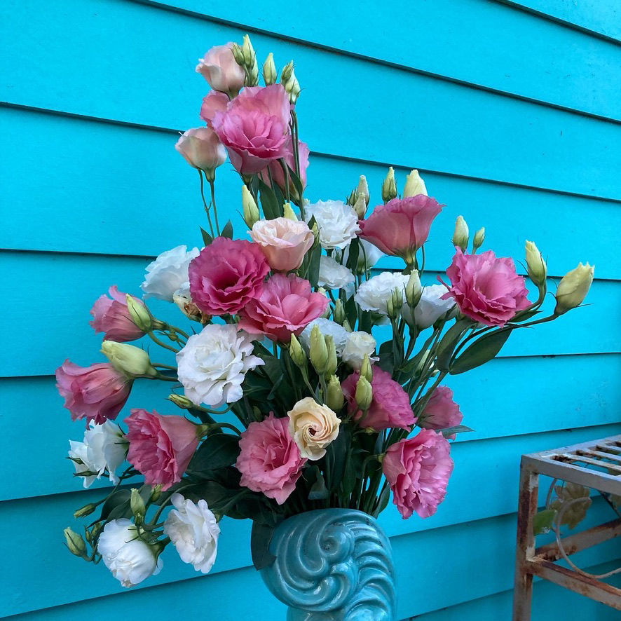 Ranunculus in vase