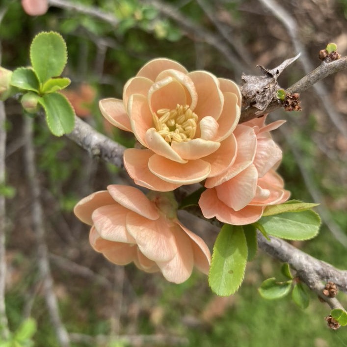 Quince flowers